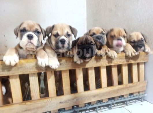 İngiliz Bulldog Yavrularımız görsel