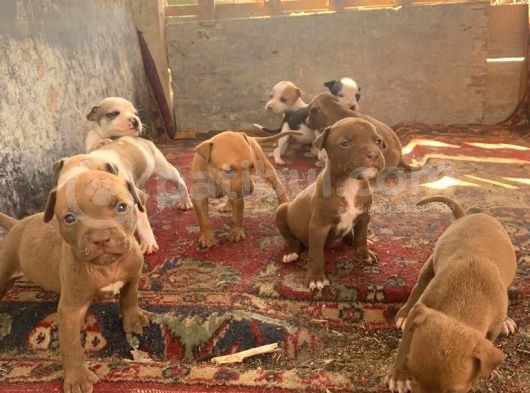 Pitbull Yavruları!