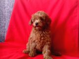 Red Brown Toy Poodle Yavrular