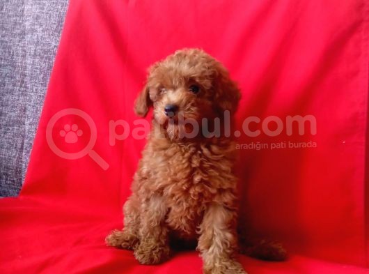 Red Brown Toy Poodle Yavrular görsel