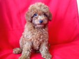 Red Brown Toy Poodle Yavrular