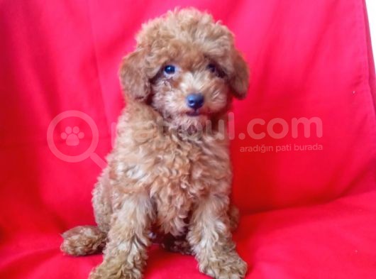 Red Brown Toy Poodle Yavrular