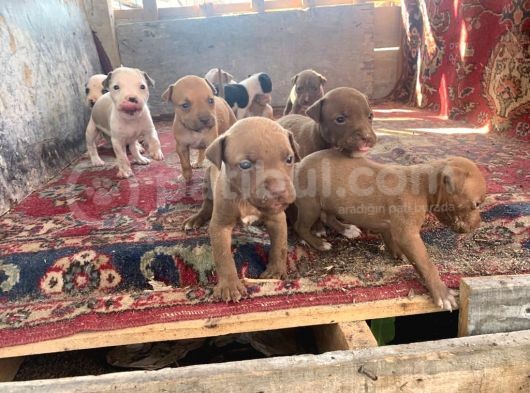 Pitbull Yavruları! görsel