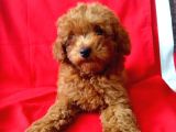 Red Brown Toy Poodle Yavrular