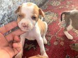 Pitbull Yavruları!