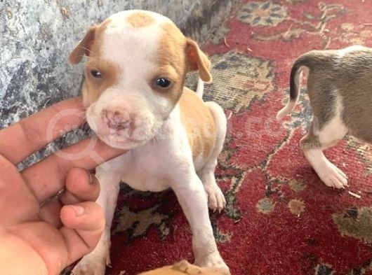 Pitbull Yavruları! görsel