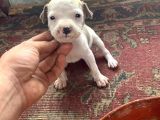 Pitbull Yavruları!