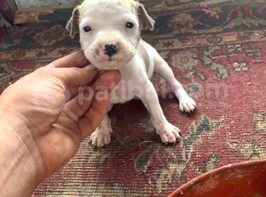 Pitbull Yavruları! görsel