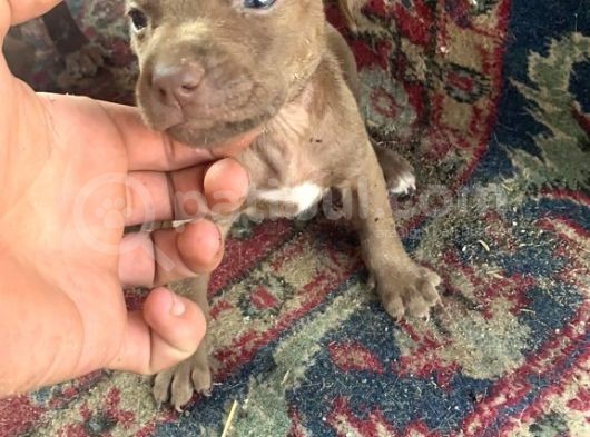Pitbull Yavruları! görsel
