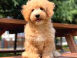 Safkan F2 Malti̇poo Yavrularimiz Irk Garantili