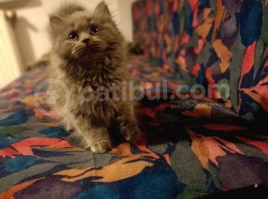 Silver Blue Point Aşıları Var görsel