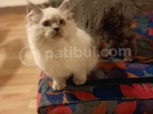 Silver Blue Point Aşıları Var görsel