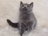 Bursa Blue British Shorthair Erkek