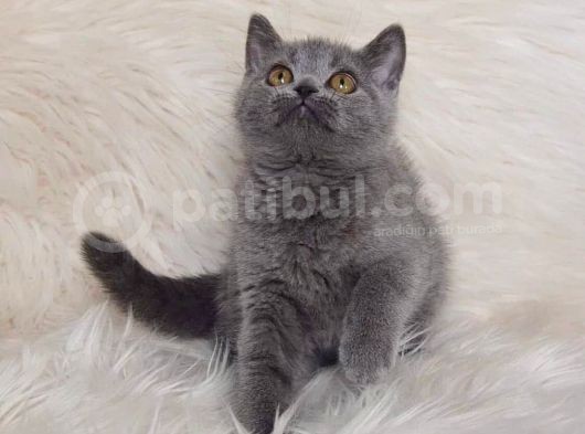 Bursa Blue British Shorthair Erkek görsel