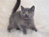 Bursa Blue British Shorthair Erkek