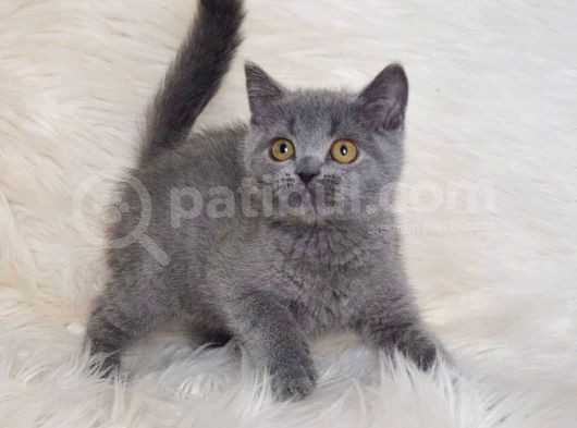 Bursa Blue British Shorthair Erkek görsel