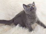 Bursa Blue British Shorthair Erkek