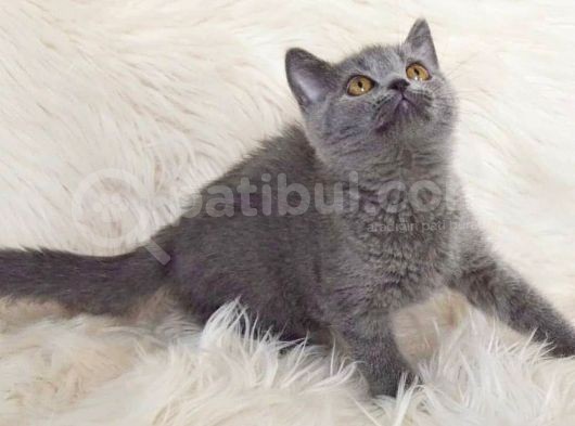 Bursa Blue British Shorthair Erkek görsel