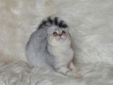 Bursa Silver Scottish Fold 5 Aylık Dişi