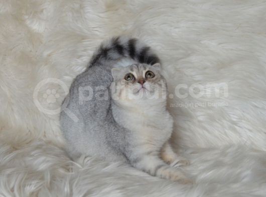 Bursa Silver Scottish Fold 5 Aylık Dişi görsel