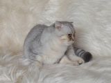 Bursa Silver Scottish Fold 5 Aylık Dişi