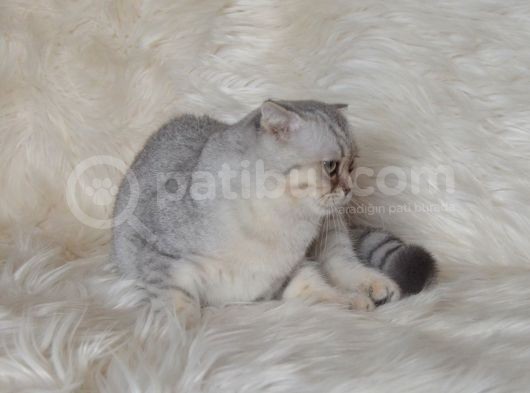 Bursa Silver Scottish Fold 5 Aylık Dişi görsel