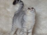 Bursa Silver Scottish Fold 5 Aylık Dişi
