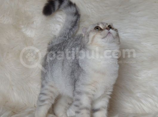 Bursa Silver Scottish Fold 5 Aylık Dişi