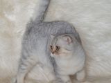 Bursa Silver Scottish Fold 5 Aylık Dişi