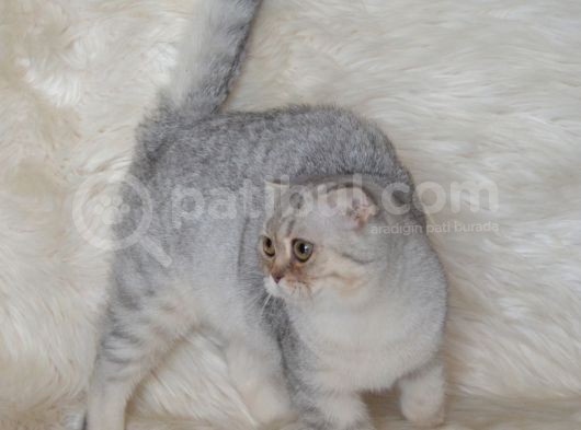 Bursa Silver Scottish Fold 5 Aylık Dişi görsel