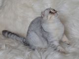 Bursa Silver Scottish Fold 5 Aylık Dişi