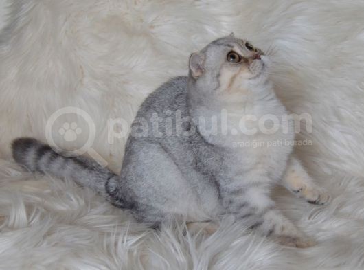Bursa Silver Scottish Fold 5 Aylık Dişi görsel
