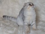 Bursa Silver Scottish Fold 5 Aylık Dişi