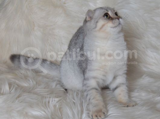 Bursa Silver Scottish Fold 5 Aylık Dişi görsel