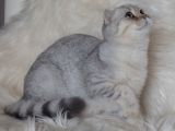 Bursa Silver Scottish Fold 5 Aylık Dişi