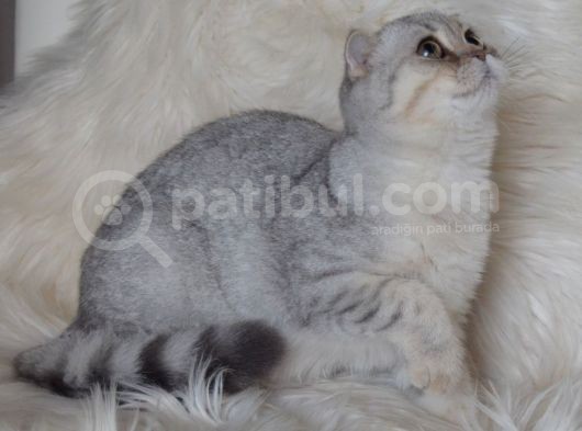 Bursa Silver Scottish Fold 5 Aylık Dişi görsel