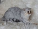 Bursa Silver Scottish Fold 5 Aylık Dişi