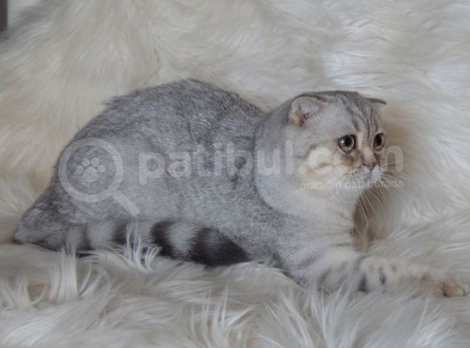 Bursa Silver Scottish Fold 5 Aylık Dişi görsel