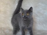 Bursa Blue British Shorthair Erkek