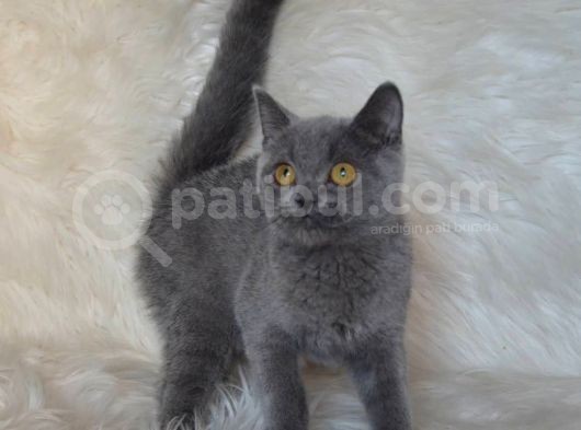 Bursa Blue British Shorthair Erkek görsel