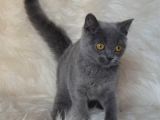 Bursa Blue British Shorthair Erkek