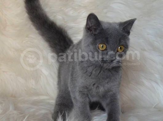 Bursa Blue British Shorthair Erkek görsel