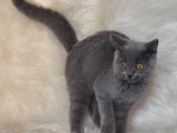 Bursa Blue British Shorthair Erkek