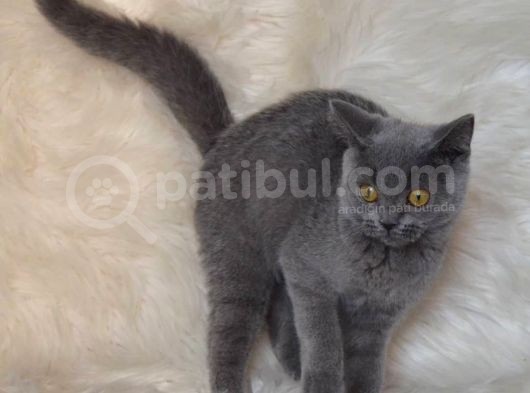 Bursa Blue British Shorthair Erkek görsel
