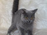 Bursa Blue British Shorthair Erkek