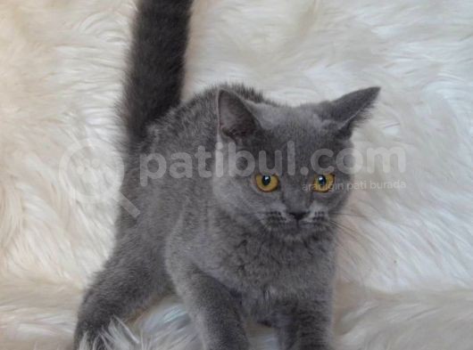 Bursa Blue British Shorthair Erkek