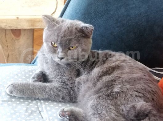 Acil Sahiplendirme görsel