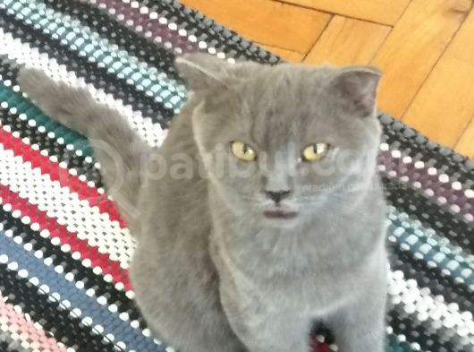 Acil Sahiplendirme görsel