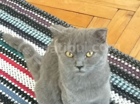 Acil Sahiplendirme görsel