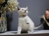 Bursa Point British Shorthair Erkek Yavrularımız